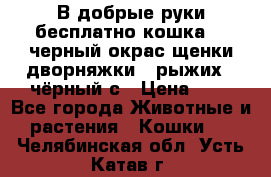 В добрые руки бесплатно,кошка,2.5черный окрас,щенки дворняжки,3 рыжих 1 чёрный,с › Цена ­ - - Все города Животные и растения » Кошки   . Челябинская обл.,Усть-Катав г.